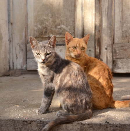 gray and red catの写真素材