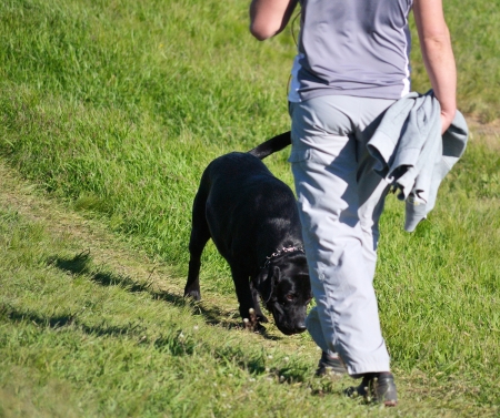 dog for a walkの写真素材