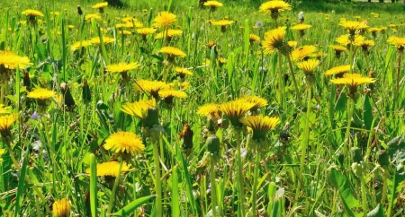 flowery meadowの写真素材