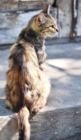 cat sits on the doorstep of the old houseの写真素材