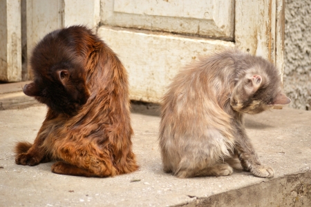 orange cat and a gray cat licking its fur near the old houseの写真素材