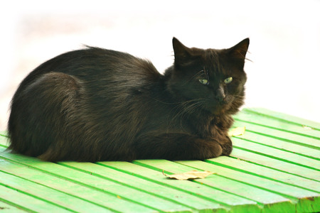 black cat sitting on a bench in the street and looking at usの写真素材