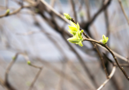 bursting buds in early spring
