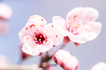 cherry blossom in spring macroの写真素材
