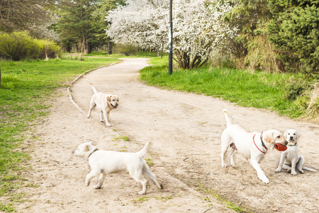 White labrador dog for a walk in the parkの写真素材