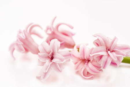 branch of pink hyacinth macroの写真素材