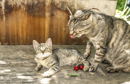 gray cat with gray kitten in the yard