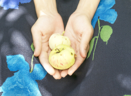 apples in the hands の写真素材