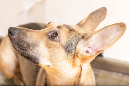 smart dog eyesの写真素材