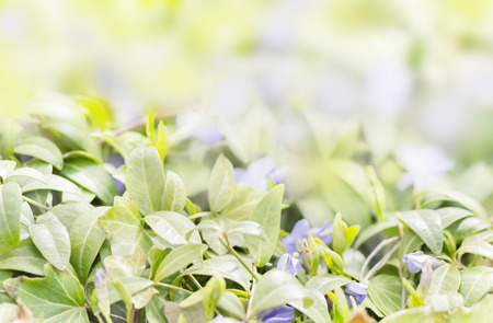 the first tender spring flowersの写真素材