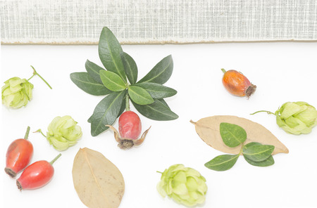 leaves, hops and rosehipsの写真素材