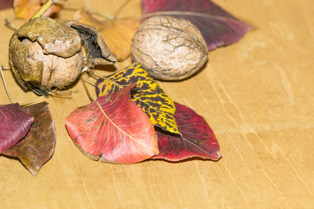 colorful leaves and walnuts on a wooden tableの写真素材
