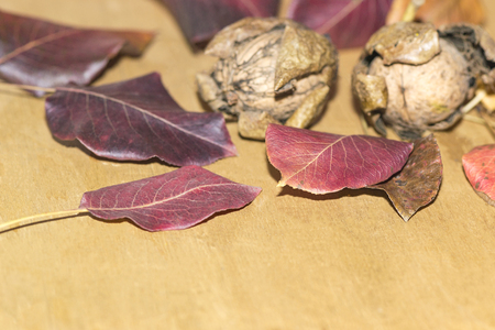 red autumn leaves and nutsの写真素材
