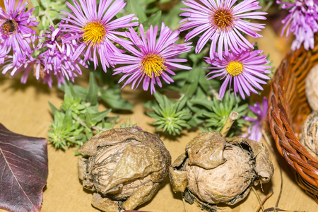 two walnuts in the peel and autumn flowersの写真素材