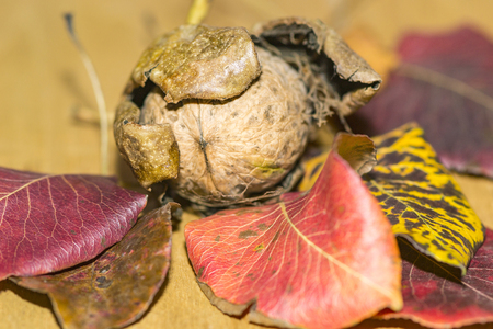 walnut in the peel among the leaves close-upの写真素材