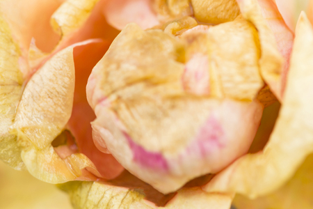 yellow rose petals close-up with raindropsの写真素材