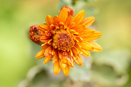 orange dahlia with raindropsの写真素材