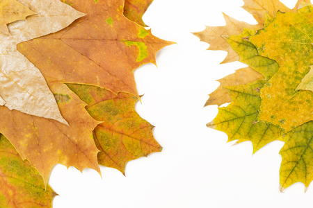 green and red maple leaves on both sidesの写真素材