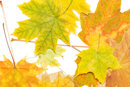 many colorful maple leaves on whiteの写真素材