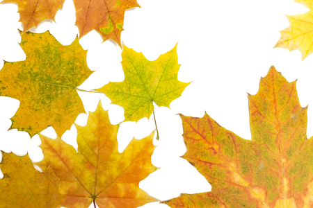 many maple leaves on white backgroundの写真素材