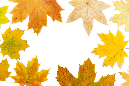 maple leaves around the perimeter of the rectangleの写真素材