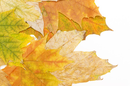 maple leaves in the left corner macroの写真素材