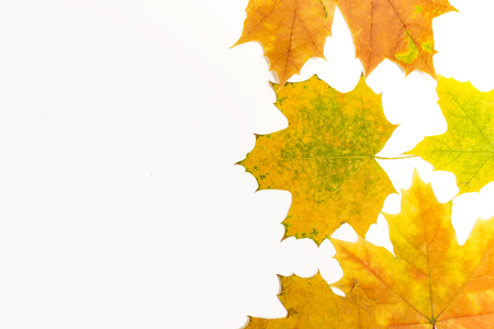 maple leaves on the rightの写真素材