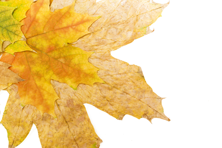 several autumn maple leaves close-upの写真素材