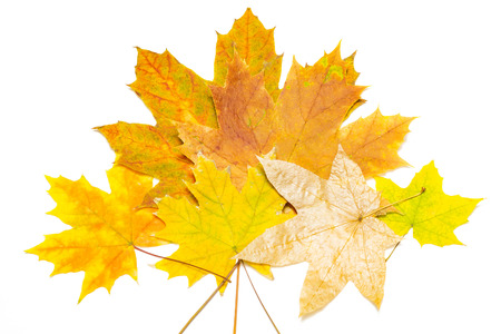 several yellow and brown maple leaves on a white backgroundの写真素材