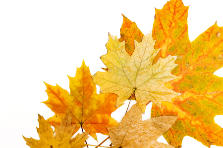 yellow, red and brown maple leaves on a white backgroundの写真素材