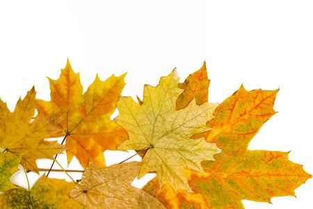 yellow, red and brown maple leavesの写真素材