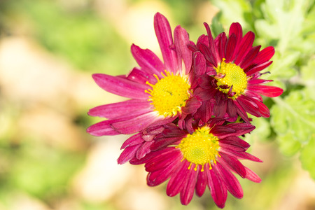 three red chrysanthemums under the sun in the autumn garden close-upの写真素材