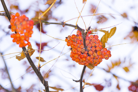 two clusters of rowan on a tree on a bright dayの写真素材