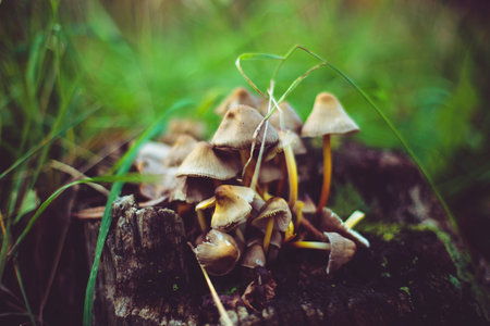 plantsの写真素材