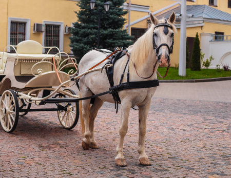 horse in the Kazan Kremlinの写真素材