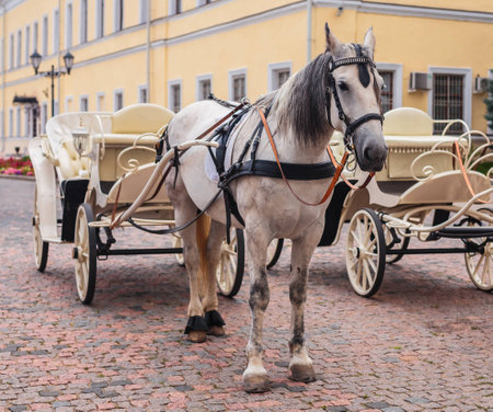 horse in the Kazan Kremlinの写真素材