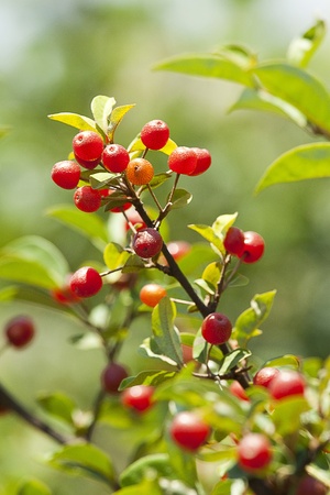 red currant berries illuminated rays of summer sunの写真素材