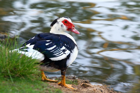 Butchered Duck on lake backgroundの写真素材
