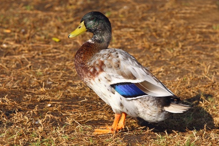 Mallard duck on green grassの写真素材