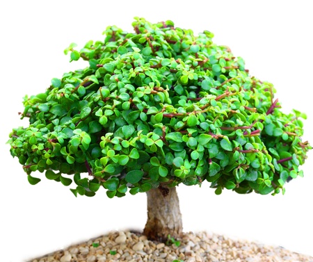 A small bonsai tree in a ceramic plateの写真素材
