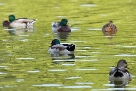 Mallard ducks group  on the lakeの写真素材