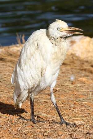 White Egret   on the  grass fieldの写真素材