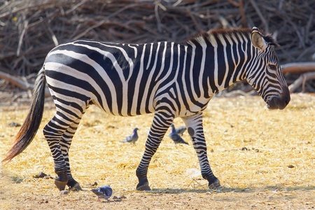 African zebra, in its natural environment. の写真素材