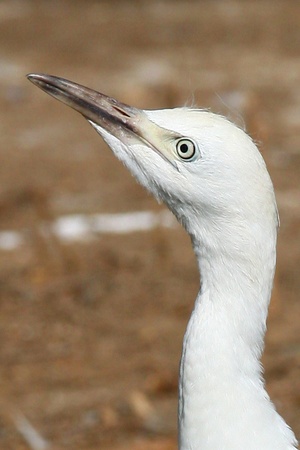 portret of beautiful White Egret の写真素材