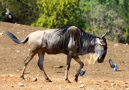sad lonely yakの写真素材