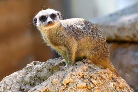 Suricate or Meerkat sitting on the stone の写真素材