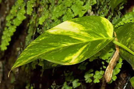  leaf in the morning の写真素材