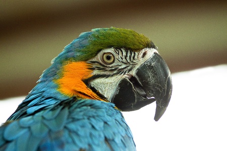 Blue and Gold Macaw (Ara Ararauna) の写真素材