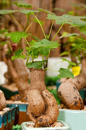 love tree Cussoniaの写真素材