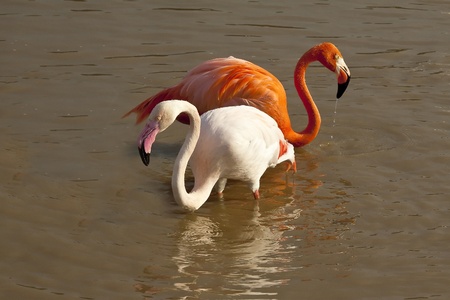 two of beautiful Pink Flamingos in the waterの写真素材